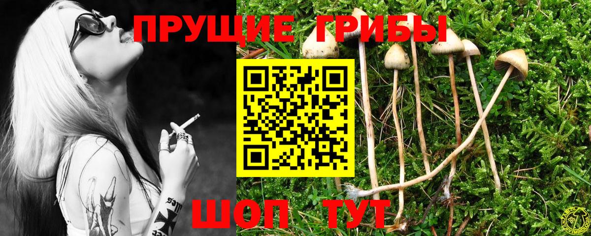 Галлюциногенные грибы MAGIC MUSHROOMS  где купить наркотик  Вход с VPN  Курчалой  Галлюциногенные грибы GOLDEN TEACHER 